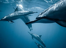 博鱼体育-谁是目前NBA最糟的老板，居然有人比多兰更糟糕？